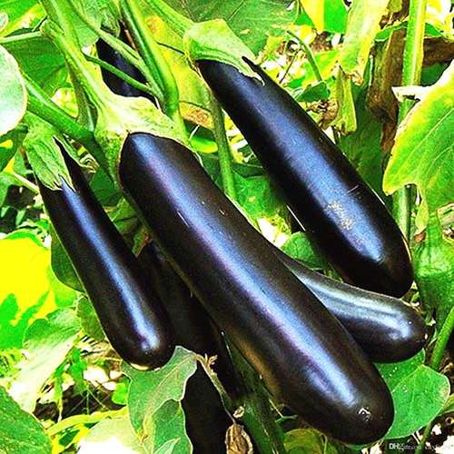 قیمت خرید بادمجون سیاه + فروش ویژه